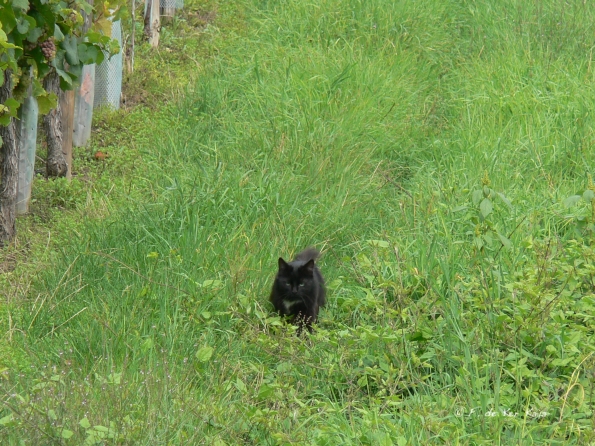 Chat vigneron Alsacien